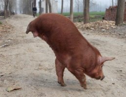 Сало - сила!