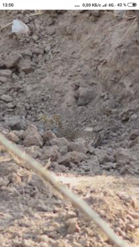 Зоркий фотограф смогла обнаружить хорошо затаившегося леопарда, но удастся ли это сделать вам?