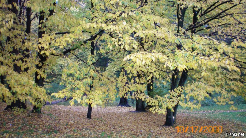 Да что вы сопротивляетесь?! Не нужно оправдывать кривые руки и неумение пользоваться техникой! Вот мои фото самой первой цифровой мыльницей. Вообще не пользовалась никогда никакими фотиками. У меня тогда  (обратите внимание на дату) не было даже компа! Возила в конторку, где мне их распечатывали. Не шедевры, но даже не сравнимы с вашим косорукием. А последнее фото сняла на свой старенький айфончик со смешной камерой. Был не то что мороз в 28 градусов, но ещё и ветер в 15 метров в сек. Пальцев не ощущала и даже не видела экрана от слёз. Так что никакой дождь не оправдание плохим фото. На моих фото в осеннем парке кстати тоже был дождь и весьма неслабый. А уж если фото не удались, то зачем их выкладывать??? это ведь действительно неуважение к зрителям и глупость.