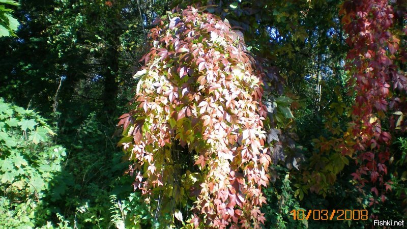 Да что вы сопротивляетесь?! Не нужно оправдывать кривые руки и неумение пользоваться техникой! Вот мои фото самой первой цифровой мыльницей. Вообще не пользовалась никогда никакими фотиками. У меня тогда  (обратите внимание на дату) не было даже компа! Возила в конторку, где мне их распечатывали. Не шедевры, но даже не сравнимы с вашим косорукием. А последнее фото сняла на свой старенький айфончик со смешной камерой. Был не то что мороз в 28 градусов, но ещё и ветер в 15 метров в сек. Пальцев не ощущала и даже не видела экрана от слёз. Так что никакой дождь не оправдание плохим фото. На моих фото в осеннем парке кстати тоже был дождь и весьма неслабый. А уж если фото не удались, то зачем их выкладывать??? это ведь действительно неуважение к зрителям и глупость.