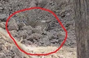 Найди кота: пользователи Сети пытаются отыскать на фото леопарда