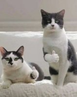 Прикольные и смешные картинки