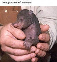 На крота похож !