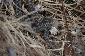 Как-то мне показывали рукой в двух метрах от меня, вот, смотри, гадюка !!! В упор толком не вижу !!! Сфотографируй ! Сделал пару снимков и лишь дома при увеличении разглядел змеюку, спрятавшуюся средь прошлогодней травы.
