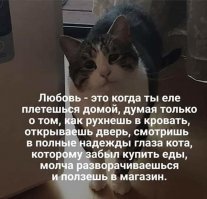 Коты - это те же люди, только коты
