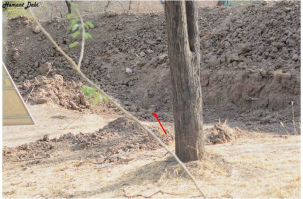 Нашла. И даже быстро. это просто фото-провокация. Специально с нужного ракурса, когда и не пятнистая шкура будет практически не видна.