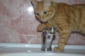 Кот от рождения не боится ни воды, ни пылесоса)) Совсем
Был подобран с улицы, несколько раз мыли в детстве, может и приучили к воде