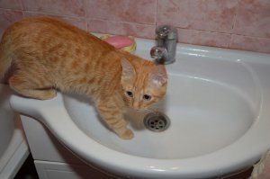 Кот от рождения не боится ни воды, ни пылесоса)) Совсем
Был подобран с улицы, несколько раз мыли в детстве, может и приучили к воде