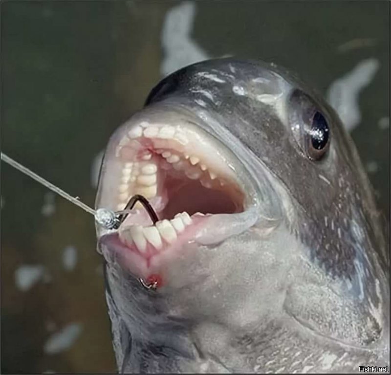 В Геленджике ловили рыбу 
Морской карась 
Вот где жуть ....прямо человеческие зубы 
Не смогла себя переселить и попробовать эту рыбу
