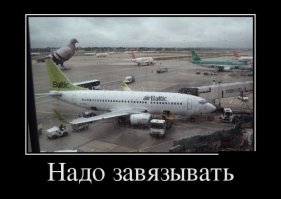 Лиса заблудилась в здании аэропорта Домодедово