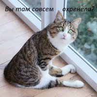 Жительница Москвы пожелала увеличить губы кошке и устроила скандал после отказа