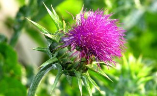 Расторопша