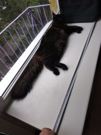 11 месяцев котеночек