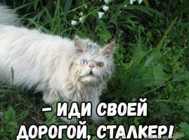 Котовсячина