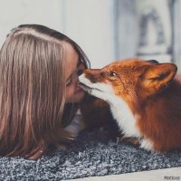 Рыжие и пушистые: развенчание мифов о лисах