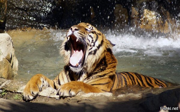 вы видели когда-нибудь тигра, чистящего зубы? А принимающего ванну?