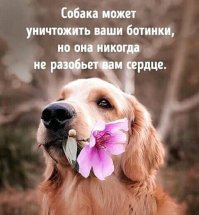 Так могут любить только собаки!