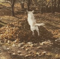 Я бы тоже так прыгнул... Эх!