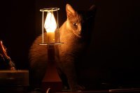 Неужели кота еще не было?