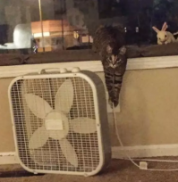 Ох уж эти американские розетки и вилки. Попробовал-бы этот шерстяной подлец Шуко выдернуть, или английскую вилку