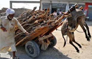От такой тяжелой жизни даже осёл повесился....