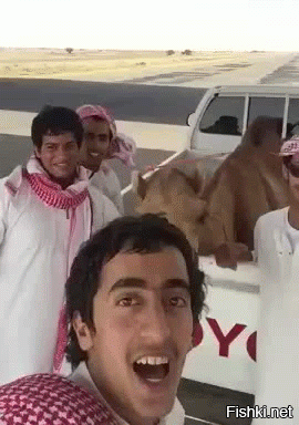 Голодные верблюды чуть не откусили желавшему покормить их мужчине руку