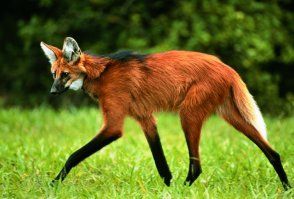 скорее всего это красный волк. Или гривистый