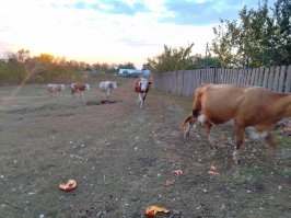 У нас третий день нет дождя, успел почистить огород, заказал вспашку,отремонтировал канализацию , до 9 октября думаю успею  подготовится к зиме, ещё чеснок посадил 4 грядки, а как Вы провели выходные
Не люблю когда жарко, но "солнцеосень" обожаю;)
Но почему то Тебе не завидую (без смайла)