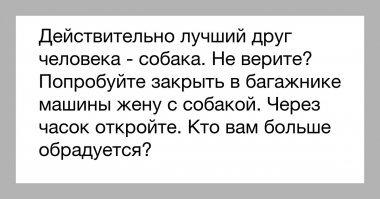 Вот это эмоции: видео с собаками, которых забирают из дневного приюта