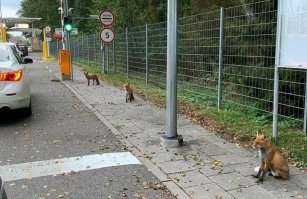 Несколько очевидных и всем давно известных фактов, плюс очевидная неправда.
 Во первых не встречала в мифах, сказках описания, что лиса подлое животное. Хитрое да, но именно хитрое, находчивое. А в русских сказках лиса вообще чаще всего именуется "лисичка-сестричка", "Кумушка" и прочее ласковое наименование. 
Во вторых откровенное враньё в отношении волка. Волки моногамны, то есть на одного самца приходится одна самка. Кроме того, для волков типичен семейный образ жизни: они живут стаями от 3 до 40 особей   семейными группами, состоящими из пары вожаков   альфа-самца и альфа-самки, их родственников, а также пришлых одиноких волков. Пары образуются на неопределённо долгий срок   до тех пор, пока один из партнёров не погибает. Внутри стаи наблюдается строго обозначенная иерархия, на вершине которой находится доминирующая пара, затем следуют взрослые члены семьи, одинокие волки и в конце щенки последнего помёта. А вот у лис напротив, не всё так однозначно. Лис характеризуют как одиночных хищников, добывающих мелкую добычу: совместная охота для них создает больше помех, чем преимуществ. В этом отношении они отличаются от охотящихся стаями псовых, таких как волки. В некоторых районах лисы моногамны; в других они могут жить группами, обычно состоящими из одного взрослого самца и нескольких самок. Максимальный размер группы, доказанный для песцов,   это три, а для обыкновенных лисиц   шесть особей. Ядро группы, как правило, составляют самки, находящиеся в кровном родстве, тогда как почти все мужское потомство отселяется.
 Лисы безуслово опасаются человека как любой дикий зверь. Однако обитая поблизости, отлично усваивают привычки людей и могут с ним весьма близко контактировать. При нужде даже прося помощи и подкармливаясь от щедрот. Вот ниже фото, сделанное просто гуляющим на Куршской косе и семейка лис на погранпереходе. Лично сотни раз видела просто сидящих у дороги лисиц, поджидающих туристов в надежде подкормиться вкусняшкой. Ну и бешенство. Конечно его переносят многие животные. НО! Лисы переносят его ОЧЕНЬ ЧАСТО. Редко переносят, где лис вообще мало обитает, а есть другие животные, занимающие эту нишу. И как раз первый признак больного животного, что он, ранее державшееся на расстоянии от людей, старается приблизиться и ведёт себя неадекватно.