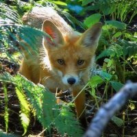 Несколько очевидных и всем давно известных фактов, плюс очевидная неправда.
 Во первых не встречала в мифах, сказках описания, что лиса подлое животное. Хитрое да, но именно хитрое, находчивое. А в русских сказках лиса вообще чаще всего именуется "лисичка-сестричка", "Кумушка" и прочее ласковое наименование. 
Во вторых откровенное враньё в отношении волка. Волки моногамны, то есть на одного самца приходится одна самка. Кроме того, для волков типичен семейный образ жизни: они живут стаями от 3 до 40 особей   семейными группами, состоящими из пары вожаков   альфа-самца и альфа-самки, их родственников, а также пришлых одиноких волков. Пары образуются на неопределённо долгий срок   до тех пор, пока один из партнёров не погибает. Внутри стаи наблюдается строго обозначенная иерархия, на вершине которой находится доминирующая пара, затем следуют взрослые члены семьи, одинокие волки и в конце щенки последнего помёта. А вот у лис напротив, не всё так однозначно. Лис характеризуют как одиночных хищников, добывающих мелкую добычу: совместная охота для них создает больше помех, чем преимуществ. В этом отношении они отличаются от охотящихся стаями псовых, таких как волки. В некоторых районах лисы моногамны; в других они могут жить группами, обычно состоящими из одного взрослого самца и нескольких самок. Максимальный размер группы, доказанный для песцов,   это три, а для обыкновенных лисиц   шесть особей. Ядро группы, как правило, составляют самки, находящиеся в кровном родстве, тогда как почти все мужское потомство отселяется.
 Лисы безуслово опасаются человека как любой дикий зверь. Однако обитая поблизости, отлично усваивают привычки людей и могут с ним весьма близко контактировать. При нужде даже прося помощи и подкармливаясь от щедрот. Вот ниже фото, сделанное просто гуляющим на Куршской косе и семейка лис на погранпереходе. Лично сотни раз видела просто сидящих у дороги лисиц, поджидающих туристов в надежде подкормиться вкусняшкой. Ну и бешенство. Конечно его переносят многие животные. НО! Лисы переносят его ОЧЕНЬ ЧАСТО. Редко переносят, где лис вообще мало обитает, а есть другие животные, занимающие эту нишу. И как раз первый признак больного животного, что он, ранее державшееся на расстоянии от людей, старается приблизиться и ведёт себя неадекватно.
