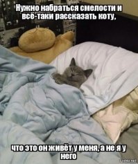 15 доказательств того, что без котов наша жизнь была бы невероятно скучной