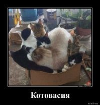 15 доказательств того, что без котов наша жизнь была бы невероятно скучной