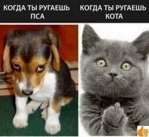 15 доказательств того, что без котов наша жизнь была бы невероятно скучной