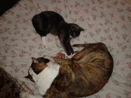 История невероятной дружбы кота и собаки