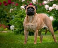 Только это был бульмастиф.