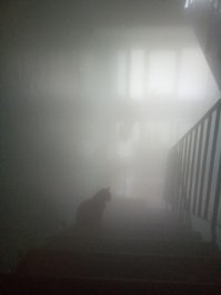 Котзилла :)