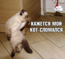 Прикольные и смешные картинки