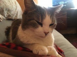 у меня тоже кушает огурчики свежие и картошку, но больше все он любит ДЫНЮ)))