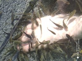 В этом озере полно Гарра-руфа (рыба-доктор)и вода чистейшая