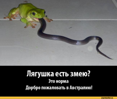 Голодная лягушка ошиблась с выбором добычи и попыталась съесть змею