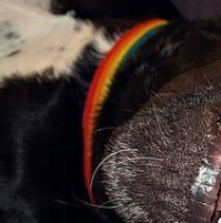 А что за ошинийк толерастов? Толерасты, верните радугу детям !