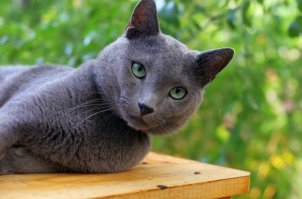 Русская голубая?
Какой бред...
Автор хоть-бы поинтересовался, как выглядит "русская голубая", прежде чем копипастьть ерунду.

В посте скорее про "британца" рассказано, чем про "русскую голубую".