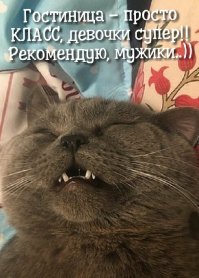 Кот не выглядит расстроенным..))