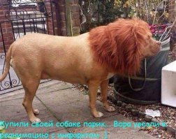 Безумные прически для собак от парикмахера-оригинала!