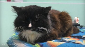 16.09.2019:
13 сентября в социальных сетях появилось сообщение о том, что в центре Нытвы нашли слепого кота с семью пулевыми ранениями, одну из пуль удалось вытащить. На следующий день для раненного питомца собрали более шести тыс. рублей.
Новая хозяйка кота, владелица одной из групп по помощи бездомным животным в Нытве и ветеринар, рассказала в сетях, что кота свозили на рентген, а еще у него появилось имя   Степа. Исследование показало, что в питомце находится шесть пуль: одна в голове, две в брюшной полости и по одной пуле в трех лапах. Ни в одной из трех клиник не решились сделать операцию, лишь прописали антибиотики и обезболивающие. Женщина надеется, что в Перми смогут провести подобную операцию.
===============
26.09.2019:
В группе помощи бездомным животным Нытвы ветеринар, приютившая кота, написала, что в клинике врачи приняли решение не удалять пули из тела кота, так как это нецелесообразно. Из головы пулю удалить в принципе невозможно. Однако врачи говорят, что даже в таком состоянии кот может прожить достаточно долго. Есть питомцы, которые живут с пулями в теле более пяти лет. Особое внимание специалисты уделили состоянию глаз Степы. Они не видят, а если их не удалить, то у животного могут начаться серьезные осложнения.
«Состояние нормальное, кушает хорошо. Сейчас мы проходим обследования перед операцией, на операцию, скорее всего, в начале следующей недели. Со вчерашнего дня официально заведено уголовное дело по случаю со Степой».
===============
А вот и сам Стёпа.
Где-то мелькала новость, что операцию провели успешно