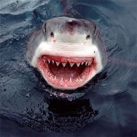 Научу вас плавать и даже бегать по воде. Результат вас удивит.