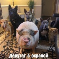 Ведут себя как свиньи !