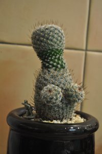 Вялый лист орхидеи 
Выращивай кактусы :)