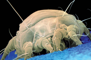 Да вы опытный путешественник :)
Это обычный клоп... он по ночам пьёт кровь и разносит некоторые весьма неприятные болезни! 
Автор, а тебя развели - сказали что это безобидный пылевой клещ??? 
На второй фотке пылевой клещ и его размер от 0,1 до 0,5 мм. Поэтому искать их нужно с микроскопом ;)